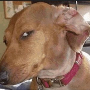 Meet your Posher, Cole